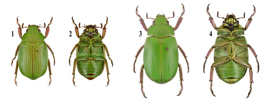 2 Insecta Mundi 0195, September 2011 Monzón Sierra and García Morales Figures 1-4. Dorsal and ventral habitus of adult Chrysina specimens (1.5x). 1-2) C.