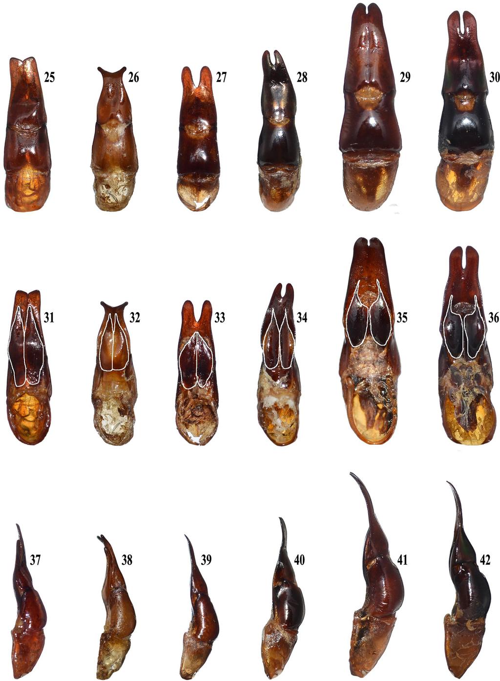 6 Insecta Mundi 0195, September 2011 Monzón Sierra and García Morales Figures 25-42. Male genital capsule of Chrysina spp. 25-30) Dorsal habitus. 25) C. blackalleri. 26) C. dianae. 27) C. taylori.