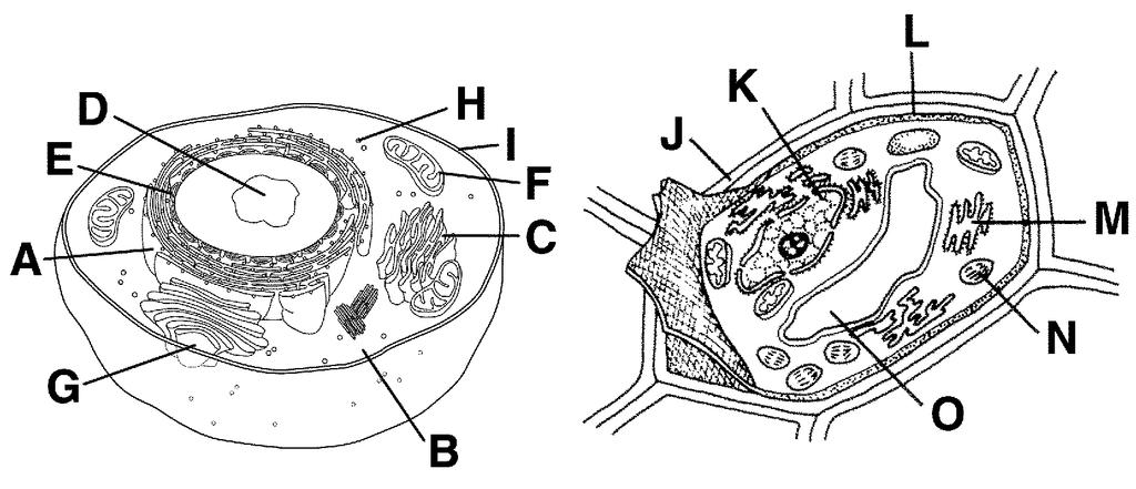 The Parts of a Cell (Organelles) Label the organelles of a plant and animal cell below: 1.