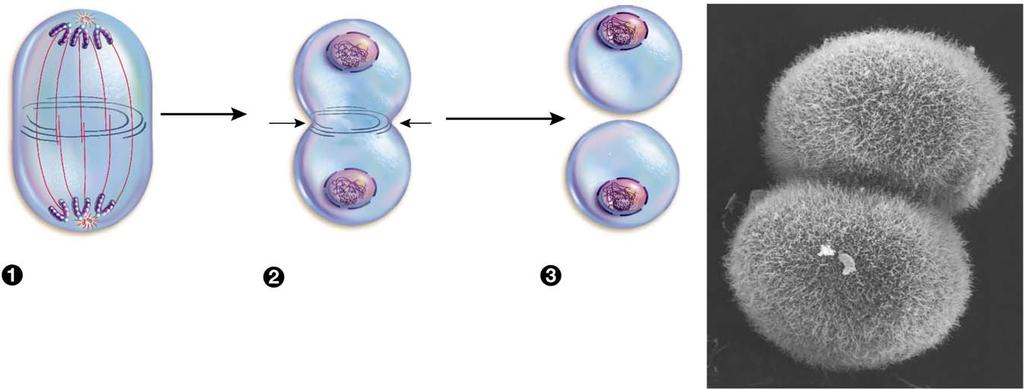 8.5 How Does Mitotic Cell Division Produce Genetically Identical Daughter Cells? During cytokinesis, the cytoplasm is divided between two daughter cells.