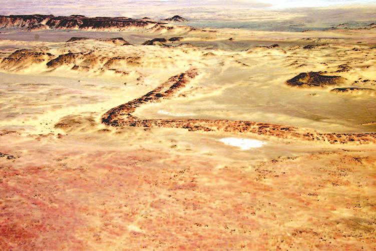126 Saudi Arabia: An Environmental Overview Figure 6.7 Fossil glacial esker in the Sarah Formation south of Tayma, implying a wet-based glacier (Photo: author).