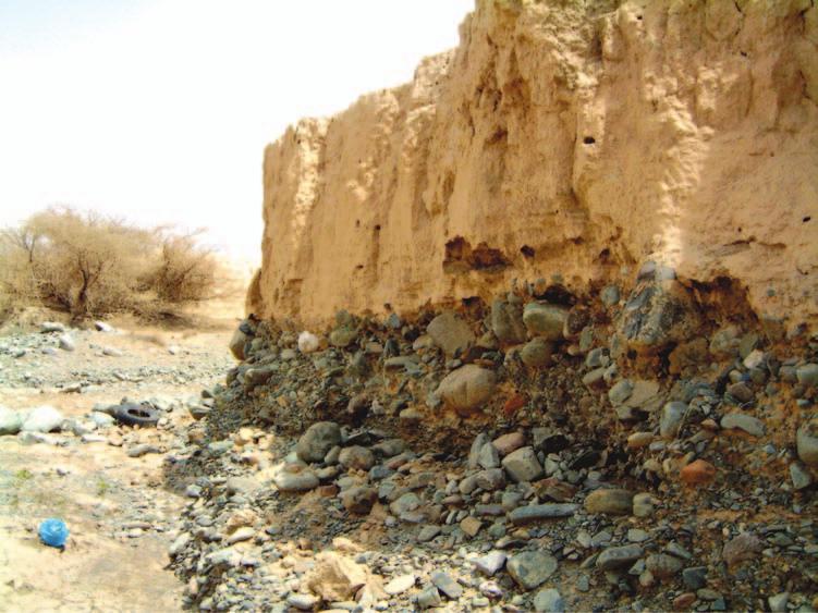 162 Saudi Arabia: An Environmental Overview Figure 6.29 Loessic alluvial silts in the Muhail basin derived from the stripping of deeply weathered saprolites.