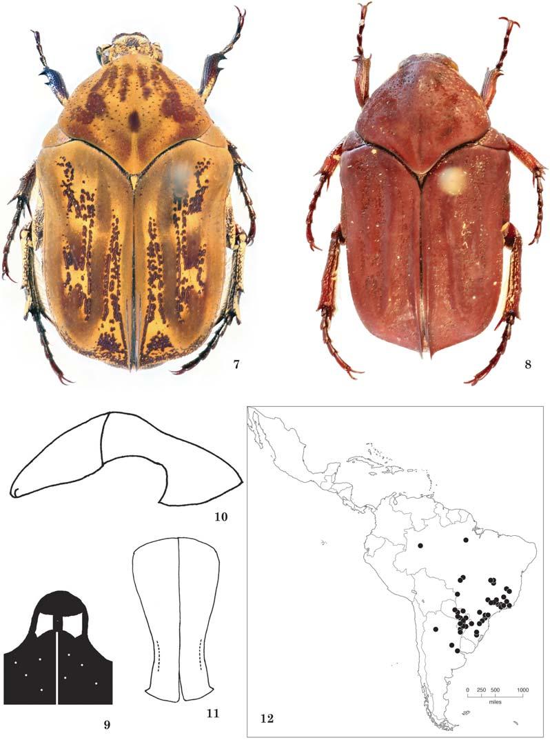 THE COLEOPTERISTS BULLETIN 69(4), 2015 589 Figs. 7 12. Hoplopyga albiventris.