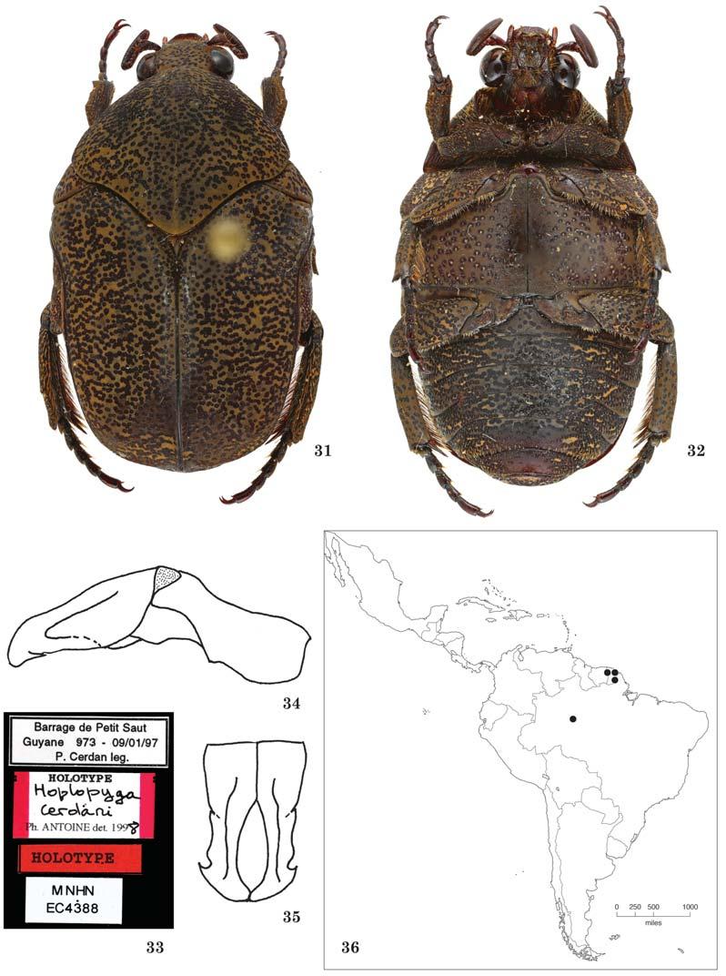 598 THE COLEOPTERISTS BULLETIN 69(4), 2015 Figs. 31 36. Hoplopyga cerdani, holotype.