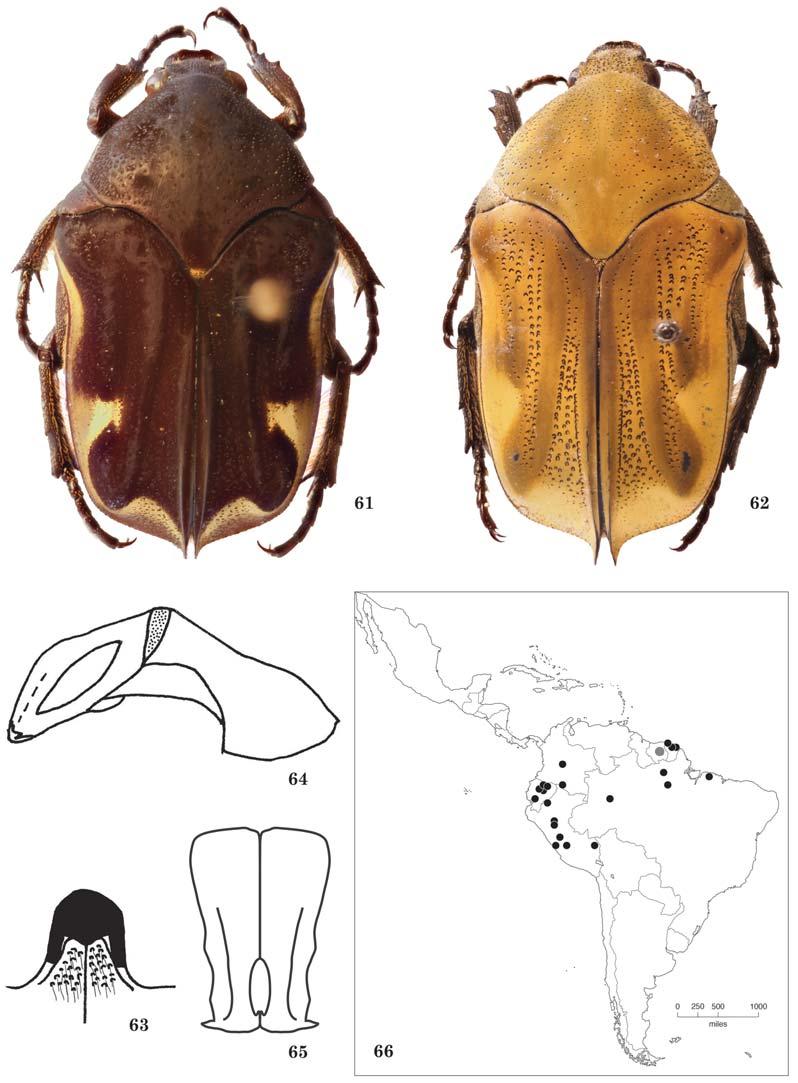 612 THE COLEOPTERISTS BULLETIN 69(4), 2015 Figs. 61 66. 66) Distribution.