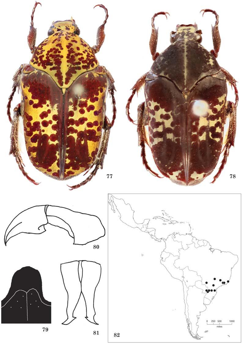 618 THE COLEOPTERISTS BULLETIN 69(4), 2015 Figs. 77 82. 82) Distribution.