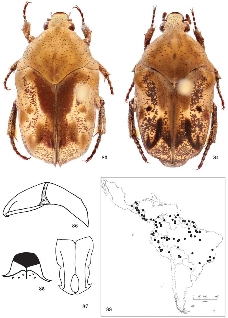 620 THE COLEOPTERISTS BULLETIN 69(4), 2015 Figs. 83 88. 88) Distribution.
