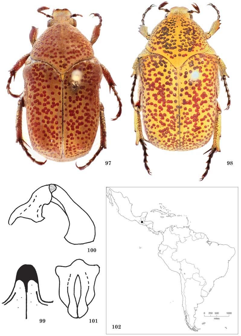 THE COLEOPTERISTS BULLETIN 69(4), 2015 625 Figs. 97 102. Hoplopyga pseudomiliaris.