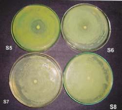 using Plectranthus purpuratusagainst test organisms Zone of