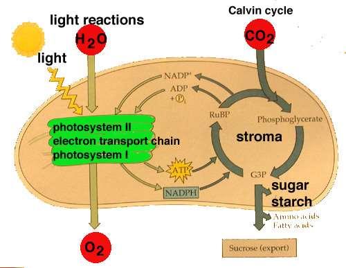 Stage 2: Light-Independent Reactions Calvin Cycle Occurs in stroma of the chloroplasts.