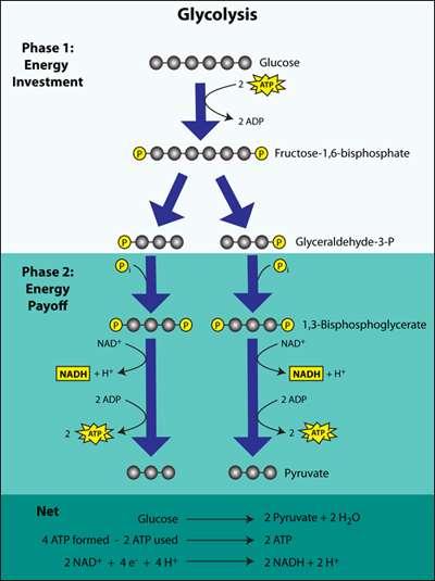 Stage 1: Glycolysis Occurs in cytoplasm Anaerobic Produces 4 ATP Uses 2 ATP to split 1 glucose