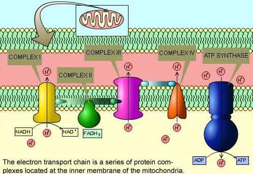 Stage 3: Electron Transport Chain Occurs in membrane of mitochondria Aerobic NADH and FADH 2 from