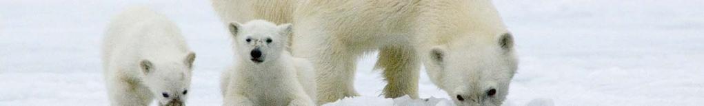 the Polar Bear Range