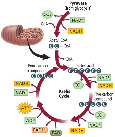 Section 3 Cellular Respiration The net yield from the Krebs