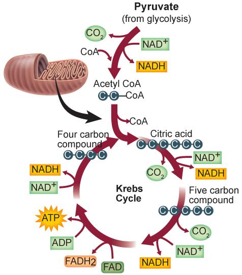 Chapter Assessment Questions During the Krebs cycle, pyruvate is broken