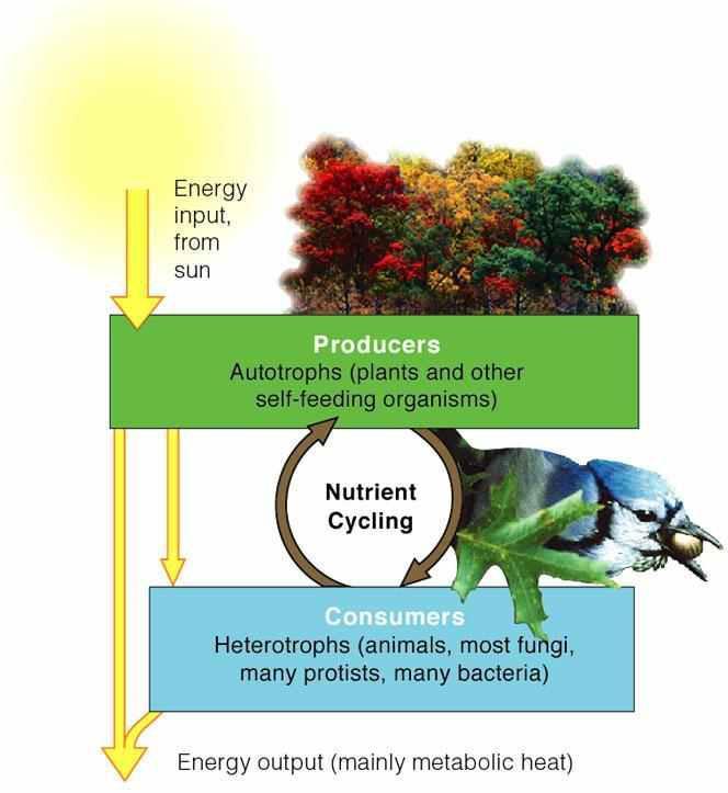 Energy Flow & Nutrient Cycling in Biological Systems