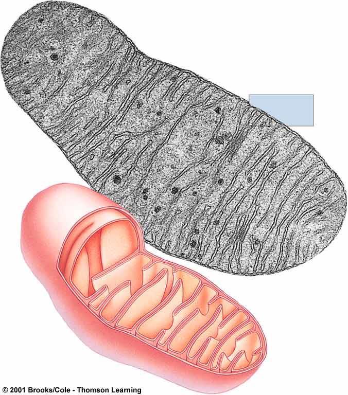 TCA Cycle Occurs in mitochondria Matrix (inner compartment)