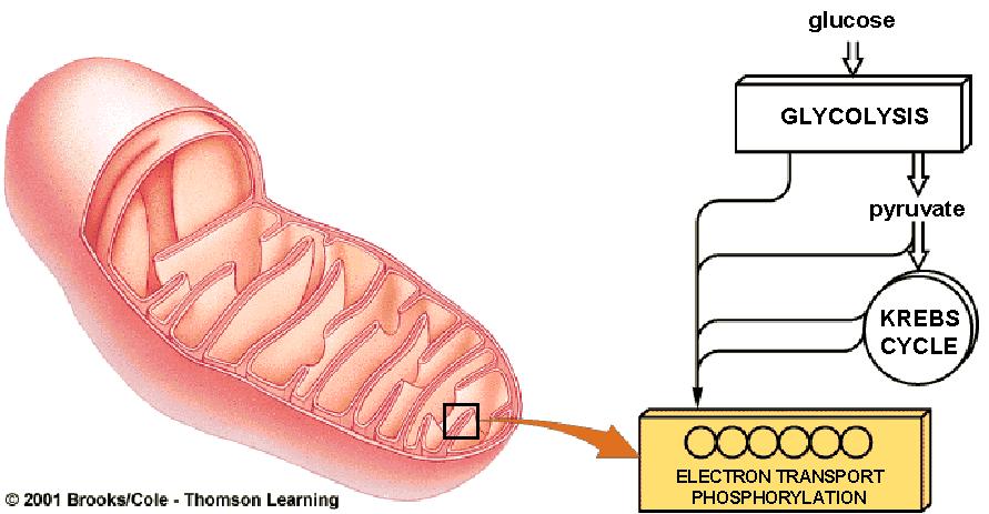 Oxidative Phosphorylation Occurs in mitochondria (inner membrane) Most efficient