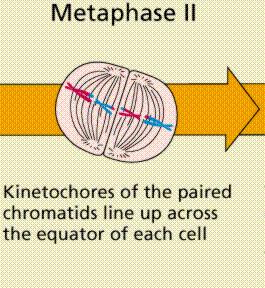 Metaphase II