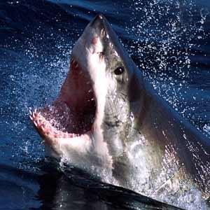 Shark Attacks and Ice Cream Studies show that as ice cream sales increase, the number of shark attacks increases.