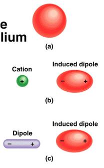 Dispersion Forces Intermolecular Forces Attractive forces that arise as a result of temporary dipoles induced in atoms or molecules Present in all molecules, but the only intermolecular force in