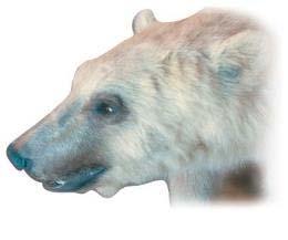 bear Hybrid grolar bear Hybrid