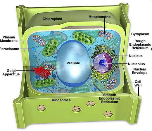 Mechanisms of Nutrient Uptake Plant cell walls are permeable to ions, small molecules, and even large molecules.