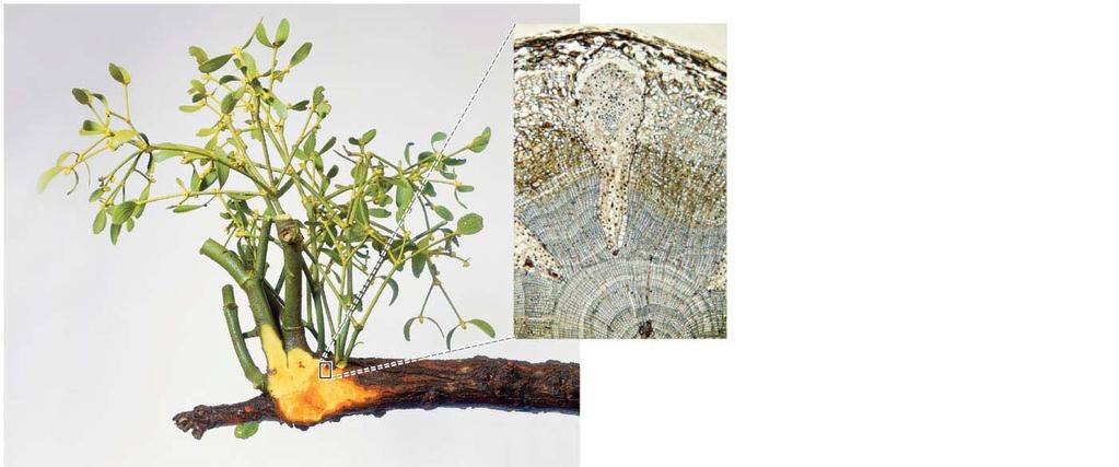 Some Plant Parasites Tap into the Xylem Tissue of Their Hosts Mistletoe haustoria