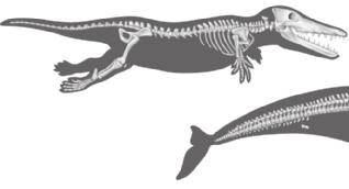 Vestigial Structures Between 50 40 million years ago, this mammal breathed air and walked clumsily on land. It spent a lot of time in water, but swimming was difficult because of its rear legs.