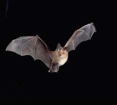 Examples: a bat s wing and a insect s wing--both are wings and both are used for flight,
