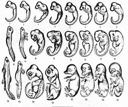 5. Embryology Embryology shows links between different species.