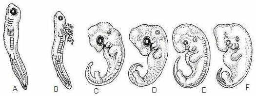 Take a look at the six different embryos below: Hypothesize which embryo is from each of
