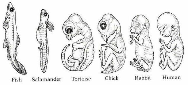 These are embryos at their most advanced stage, shortly before birth. Describe how the embryos changed for each of these organisms from their earliest to latest stages. 1.