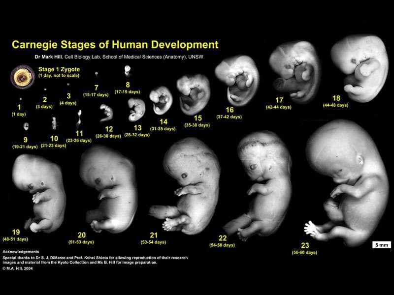 Embryology Embryology: the study of the embryonic development of organisms Similarities in development is more similar during embryonic development versus in adults Vertebrate embryos look very