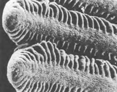 10 6. The photograph below shows a scanning electron micrograph of fish gills. A http://ars.els-cdn.com/content/image (a) Name the structures labelled A in the photograph above.