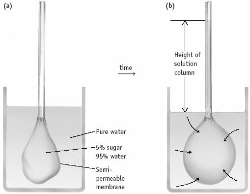 solution Osmotic counterbalances pressure of pressure solvent molecules moving thru the membrane.