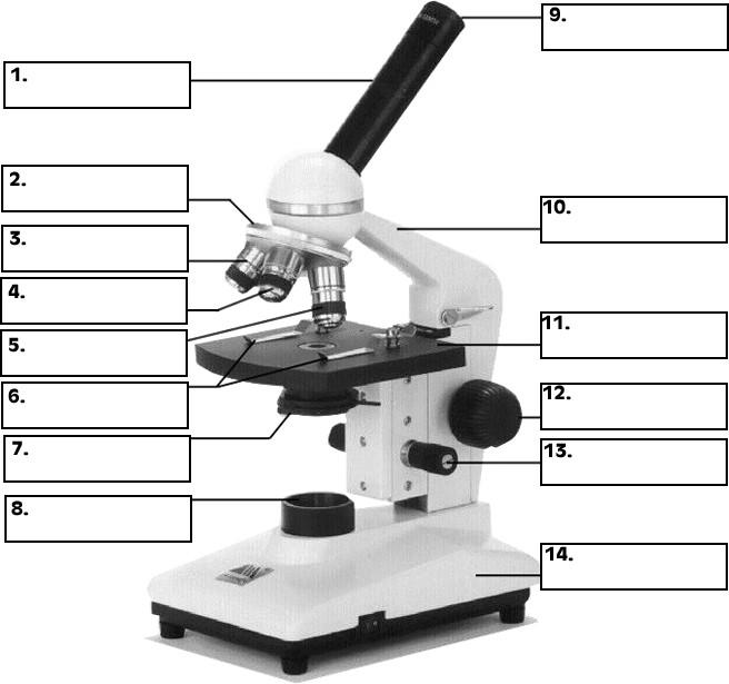 Name: /92 Grade: Microbe Mission regionals test Part A: Microscopy Label all parts. (1 pt each) 15.