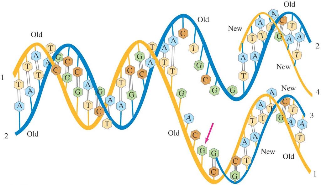 21-12 Electric Forces in Molecular Biology; DNA Replication: DNA is in a soup of A, C, G, and T in the cell.