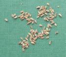 result f special breeding Cnsidered genetically superir Hybrid Seed
