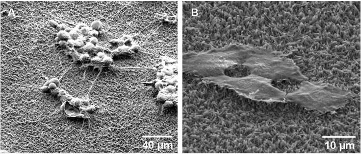 126 Fig. 7. SEM image of the growth of A) PC12 and B) HeLA cells on a self-assembled peptide nanofiber forest. 5.
