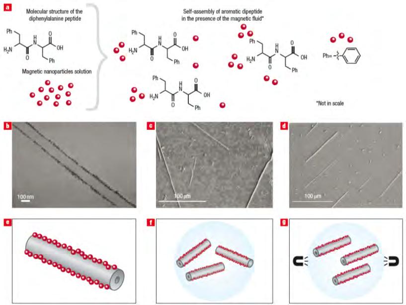 Self Assembled Peptide Nanostructures for Biomedical Applications: Advantages and Challenges 129 the sample are very large and contain moieties with high susceptibility as in the case of aromatic