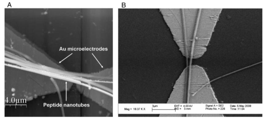 130 Fig. 10. (A) AFM image of the SAPNT bundles immobilized on Au electrodes using DEP. (B) SEM image of two amyloid peptide nanotubes immobilized on top of gold microelectrodes.