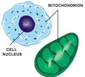 Mitochondria and Chloroplast (both responsible for energy