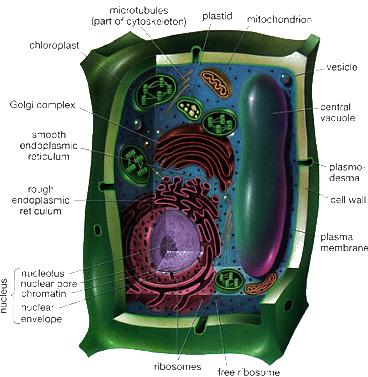 2. Animal Cells v Plant Cells