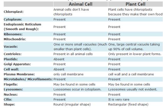 2. Size Plant Cells are usually Larger than Animal cells Typical Plant Cell 10 100 um Typical Animal Cell 10 30 um Of Course this is not definite 3. Organelles are Different a.