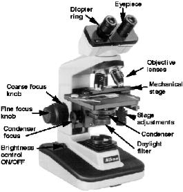 Stereomicroscope: