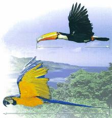 Student: Date: Assignment: Solving Linear Equations 1. Toucans and blue and yellow macaws are both tropical birds.