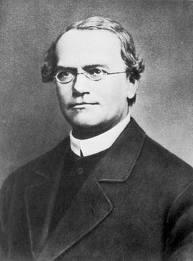 Probability and Genetics Between 1856 and 1863, Gregor Mendel cultivated some 29,000 pea plants.