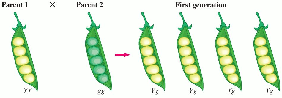Probability and Genetics Y produces yellow seeds (dominant gene) g produces green seeds