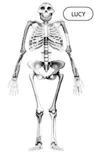 Figure 26 2 66. Researchers concluded from the leg bones of the fossil shown in Figure 26 2 that Lucy was bipedal. Which of the following would also indicate that this hominine was bipedal? a. broad rib cages b.